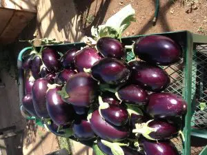 Fertilizers egg plant the tudedo gardener