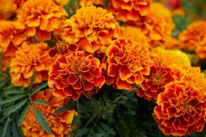 Companion Plants